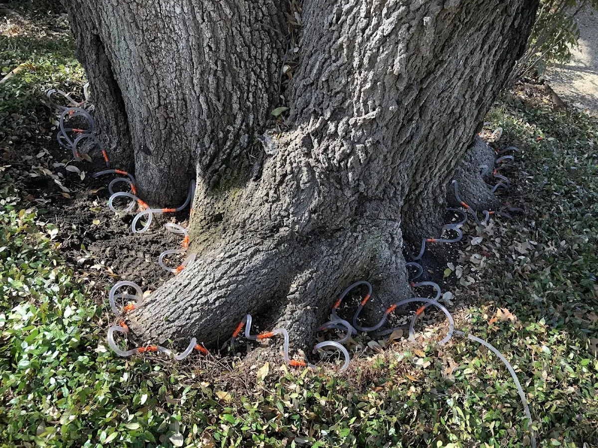 Detailed Tree Cabling and Bracing job site in Wellesley Hills