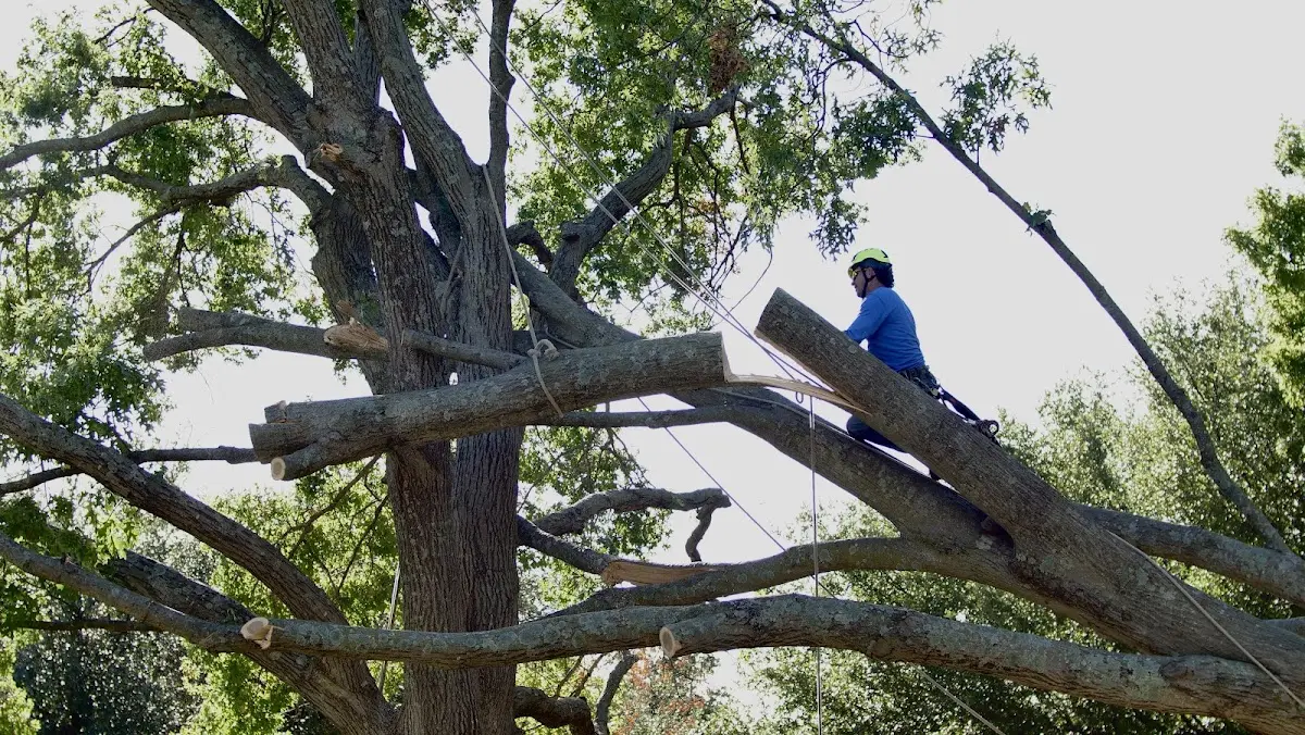 Professional Crown Thinning performed by certified arborists in Wellesley Hills
