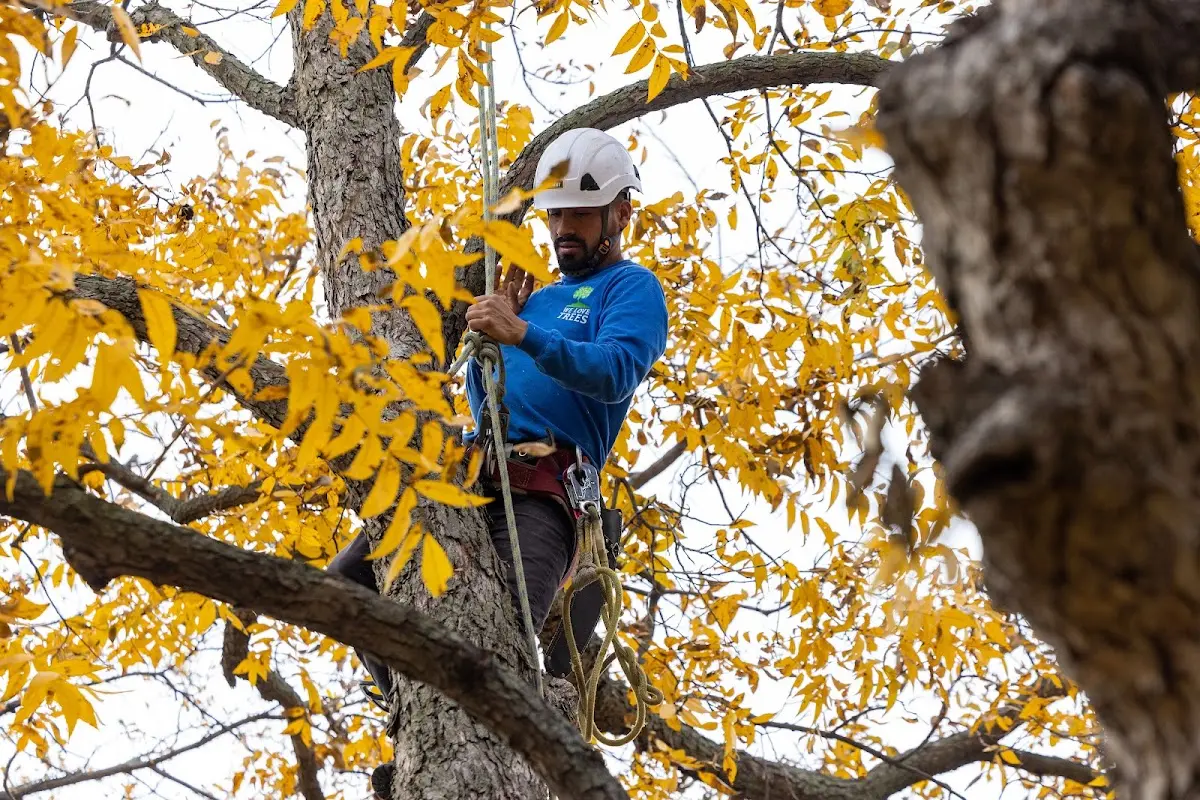 Skilled Tree Pruning crew working in Wellesley Hills